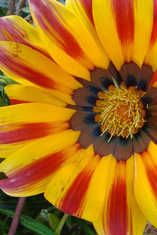 Солнечный день, Цветы