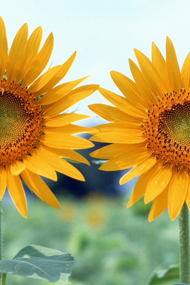 Вместе, Цветы