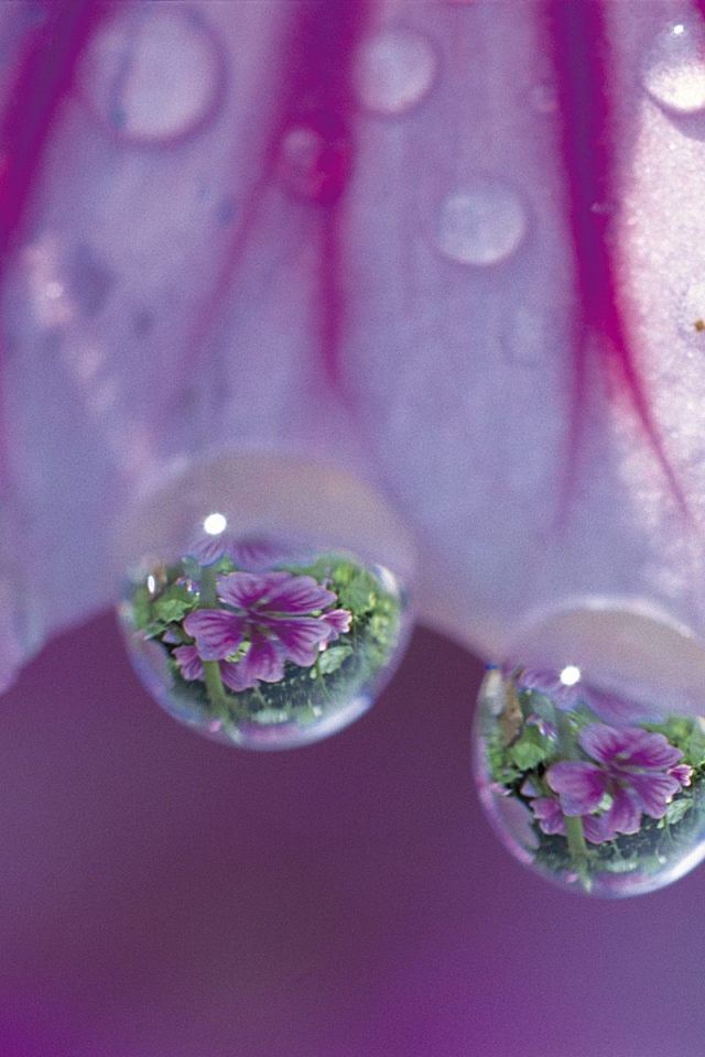 Просвирник дерева, Цветы