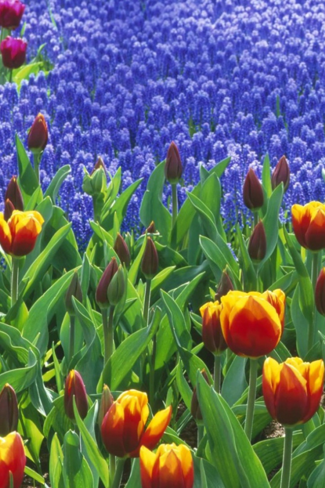 Поле тюльпанов, Цветы