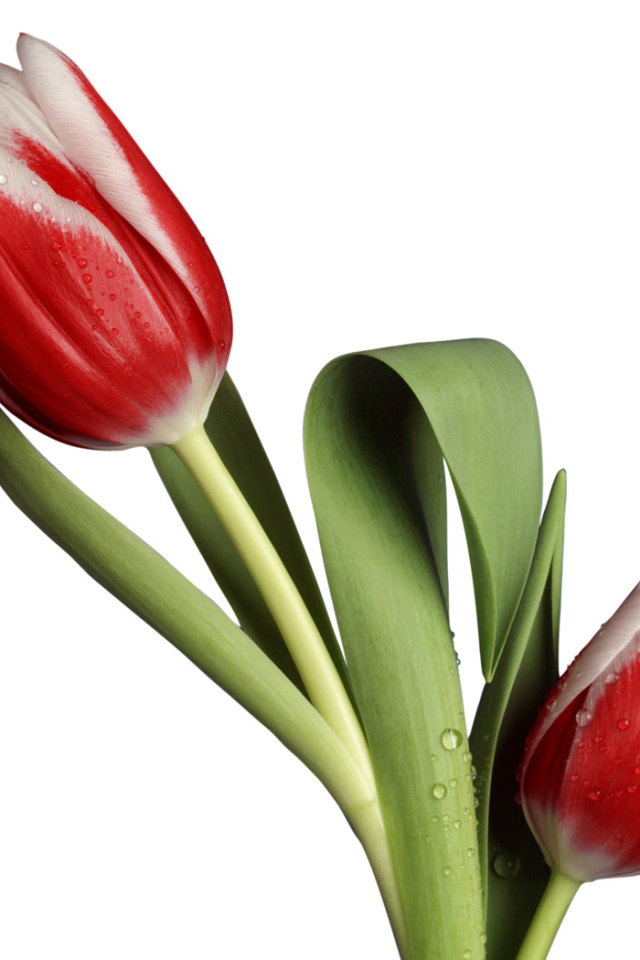 Модель тюльпана, Цветы