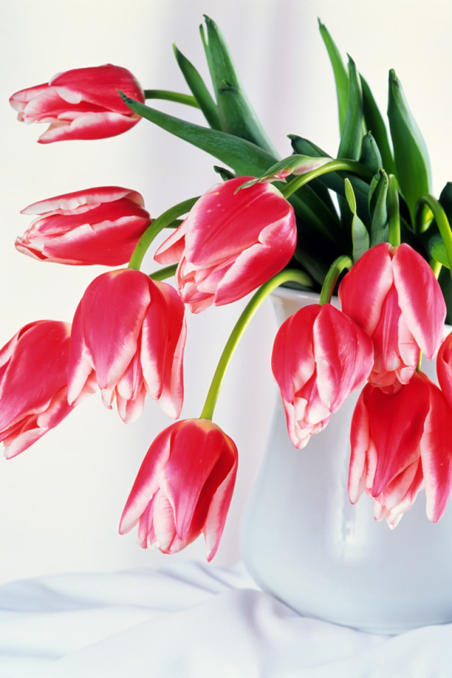 Бутоны тюльпанов, Цветы