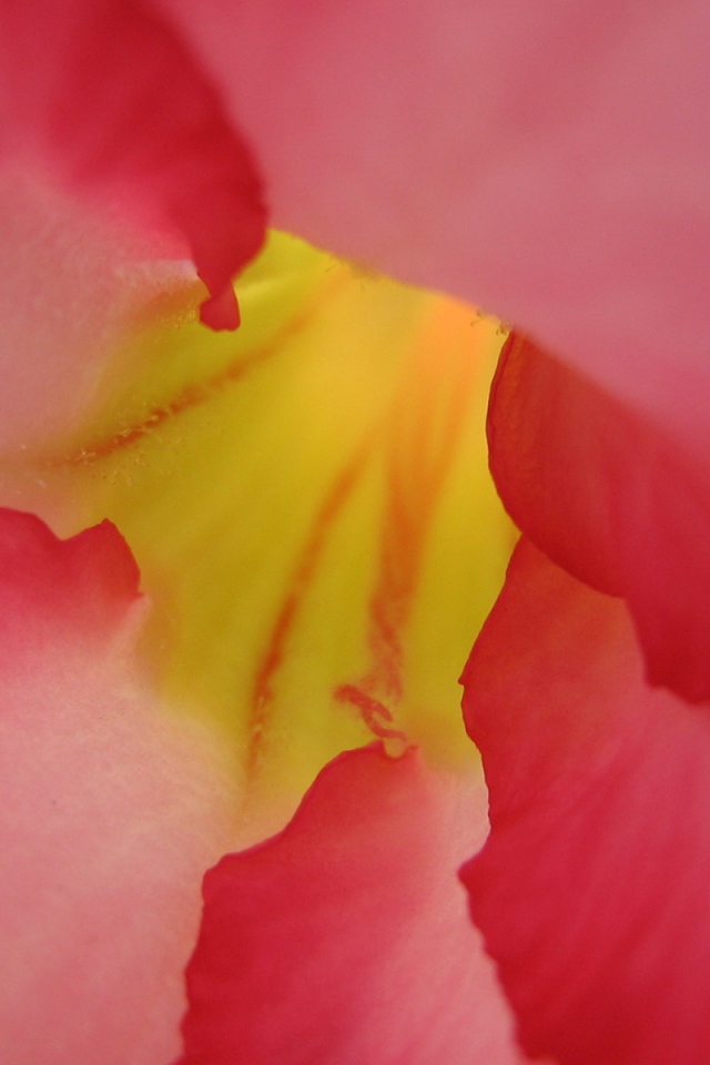 Под лепестками, Цветами