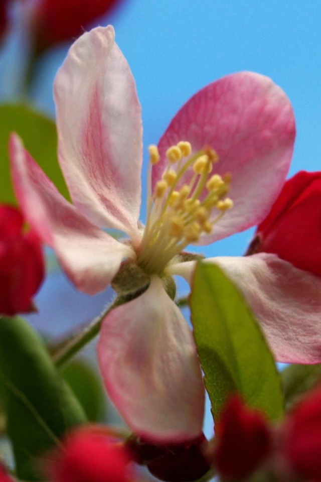 Разворачивание, Цветы