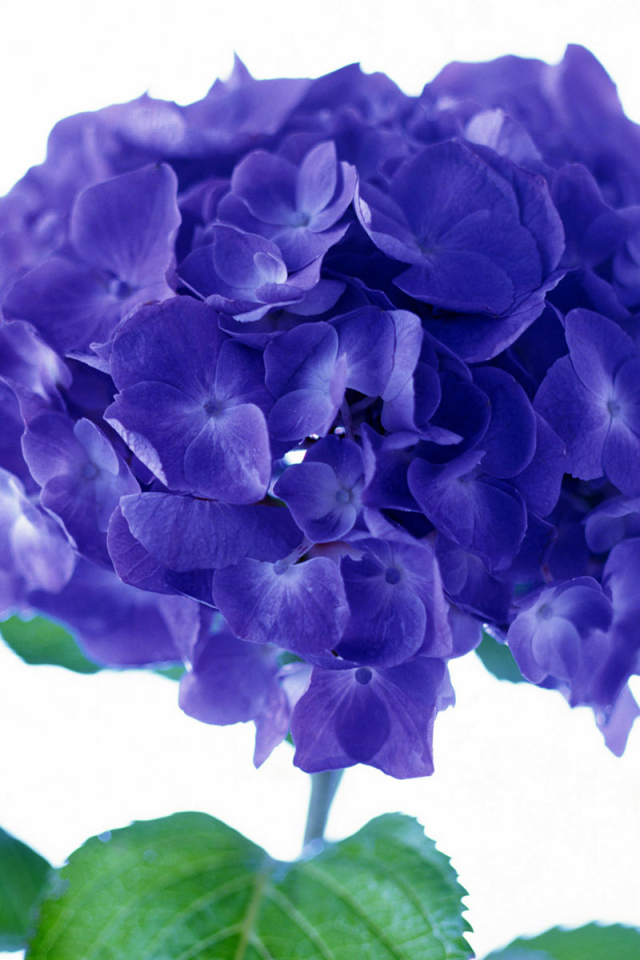 Фиолетовый цветок, Цветы