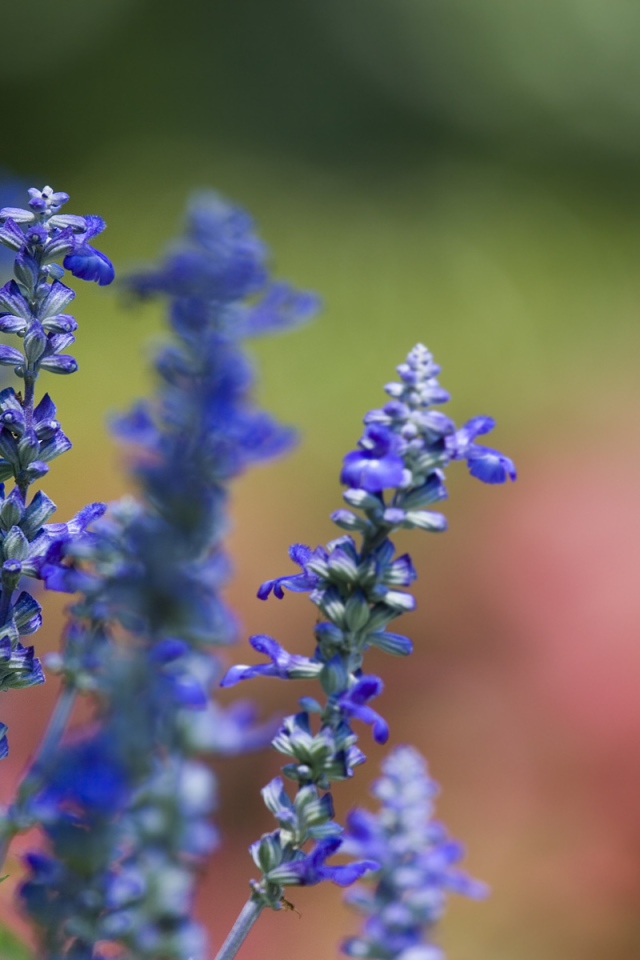 Фиалки весной, Цветы