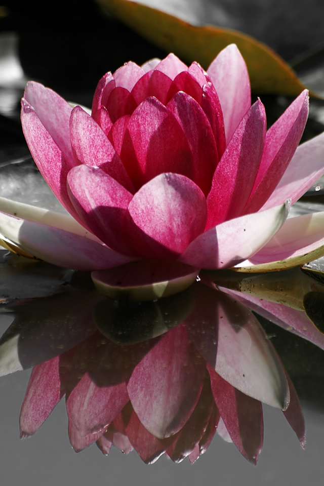 Кувшинка, Цветы