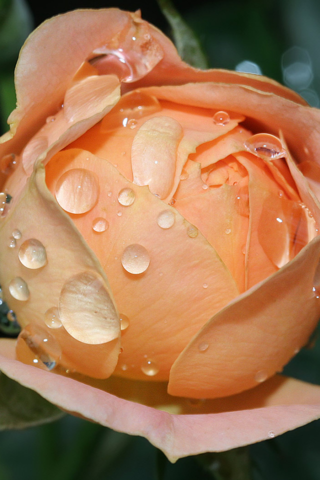 Влажный расцвет роз, Цветы