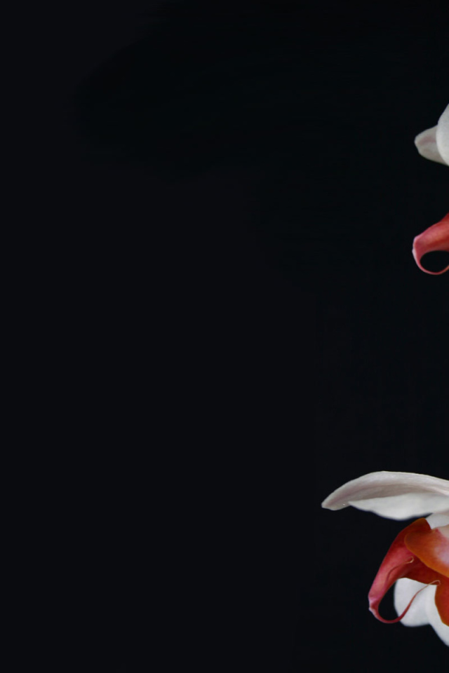 Белая Орхидея, Цветы