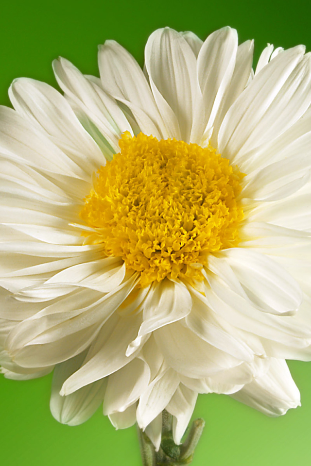 Белый и желтый, Цветы