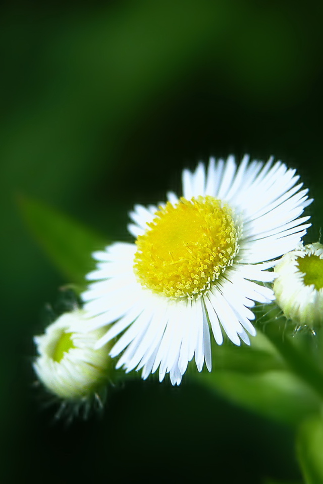 Белый цветок закрывается, Цветы