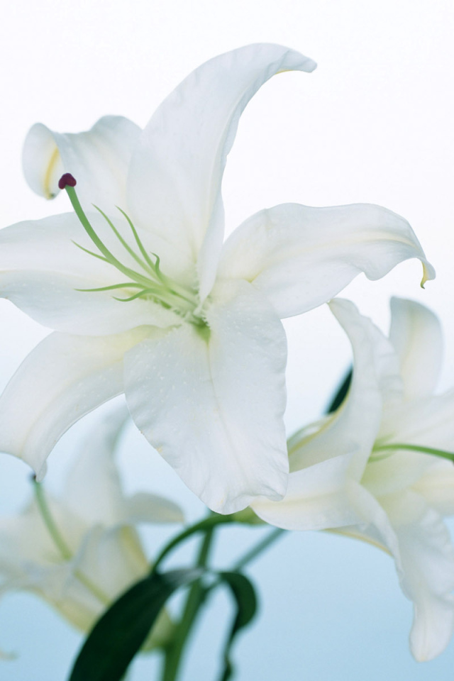 Белая лилия, Цветы