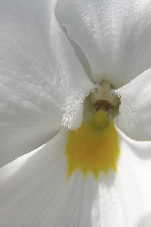 Белые лепестки, Цветы