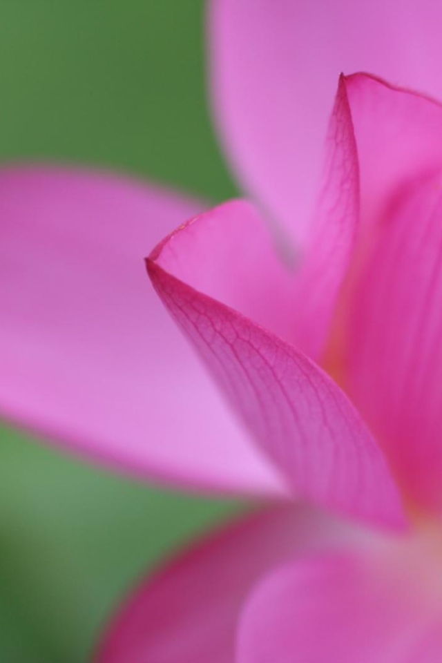 Цветочный пучок