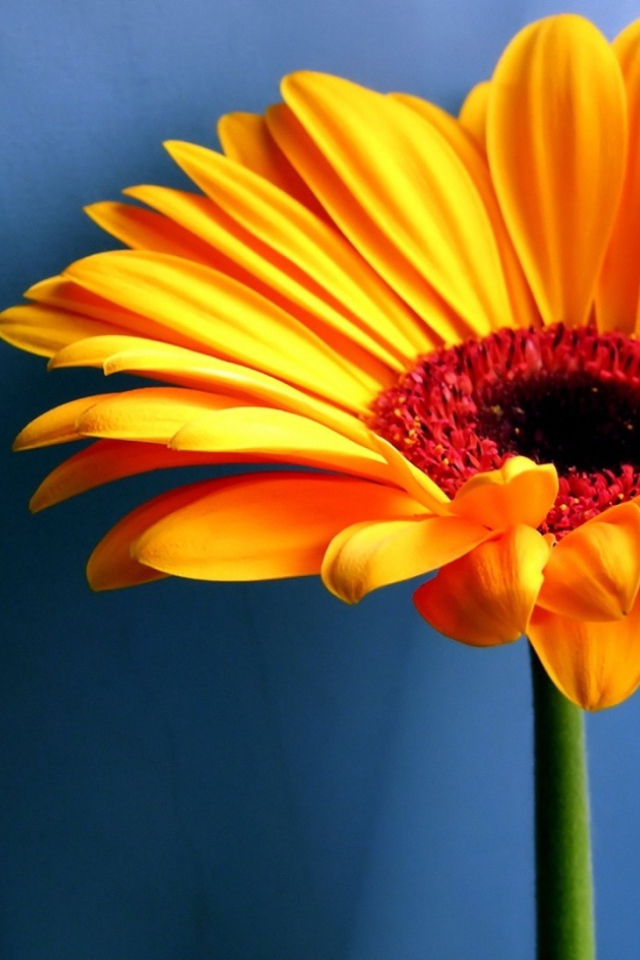 Желтый контрастный цветок, Цветы