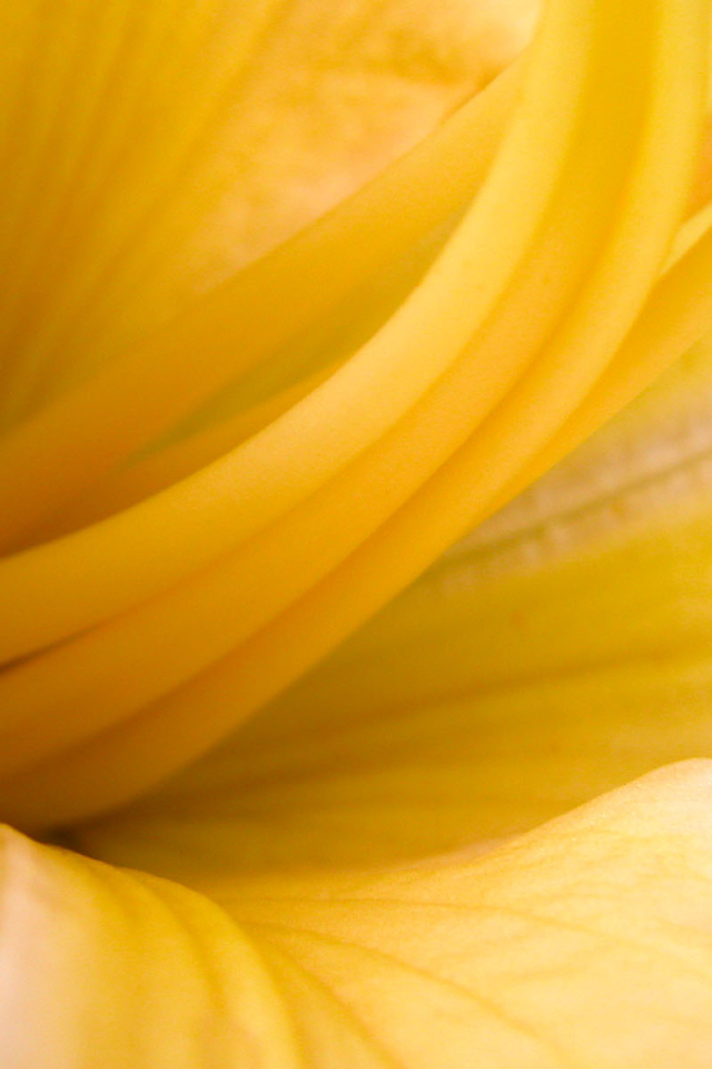 Желтые лепестки, Цветы