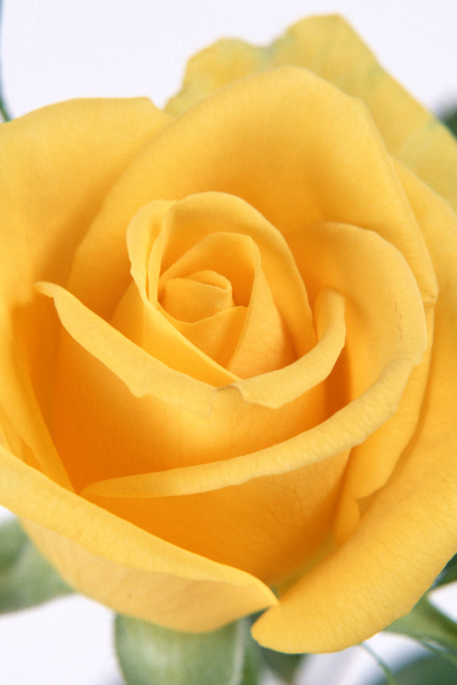 Желтые лепестки розы, Цветы