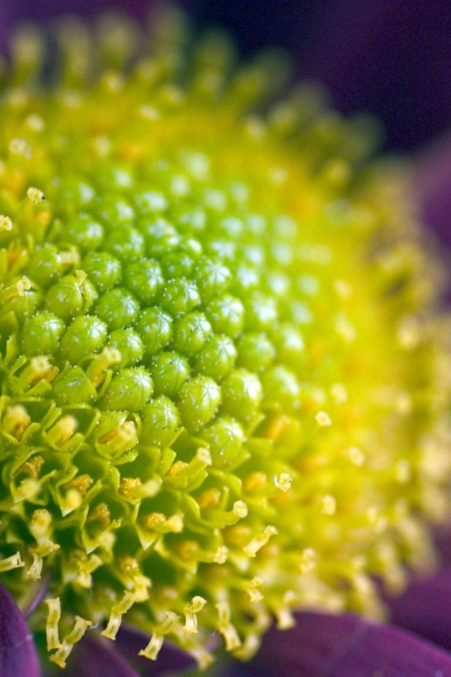 Измените масштаб изображения, Цветы