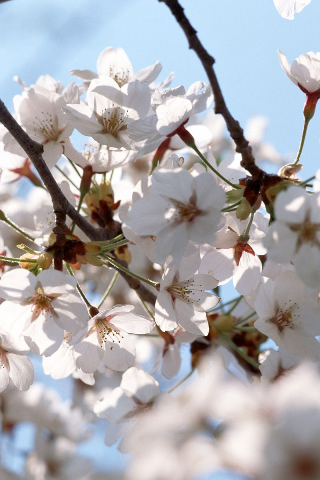 Белые цветы на деревьях