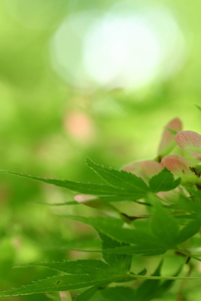 Превосходство природы