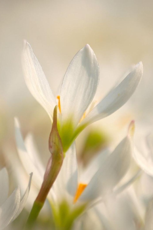 Красивый цветок