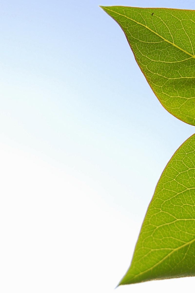 Весенние листья