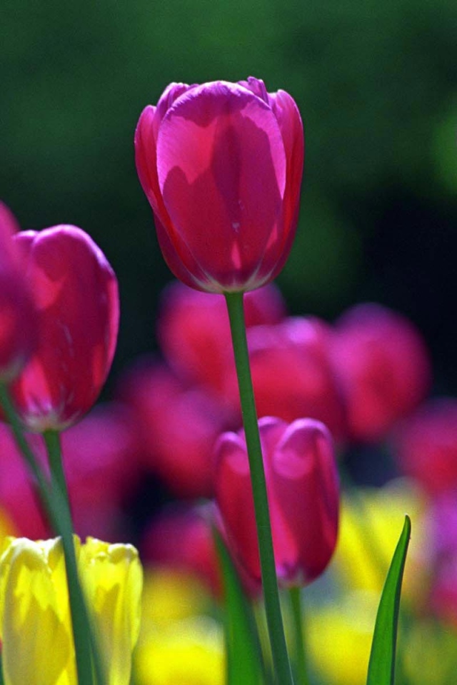 Голандские тюльпаны