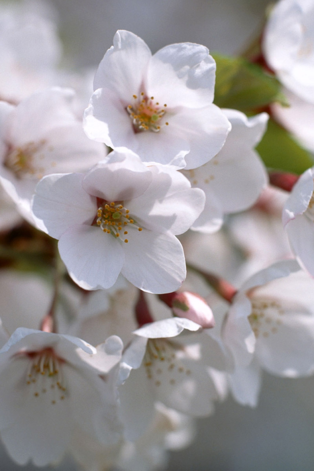 Белые цветы жизни