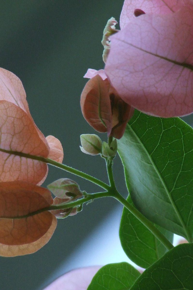 розовый зеленый цвет, Цветы