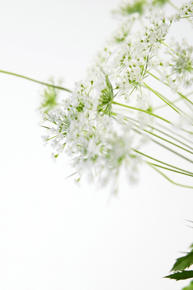 белые цветы, Цветы
