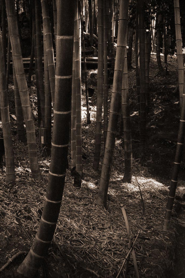 Бамбуковый лес