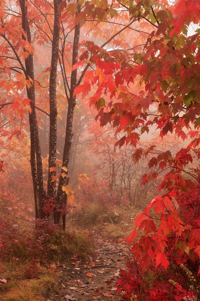 Красный осенний лес
