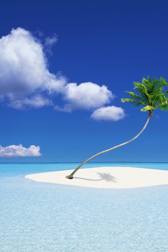 Кокосовая пальма