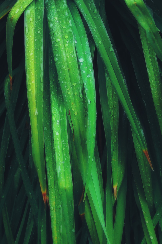 Умирающие листья