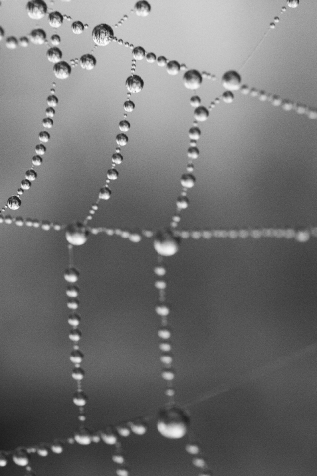 Серая паутина