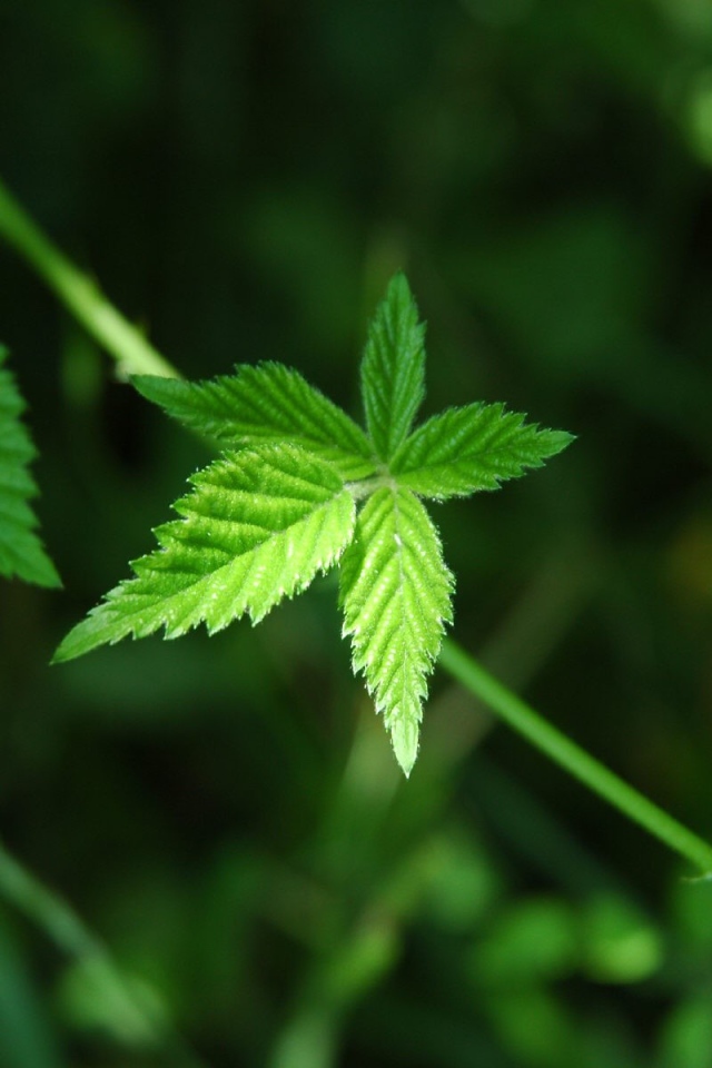 Несколько зеленых листков