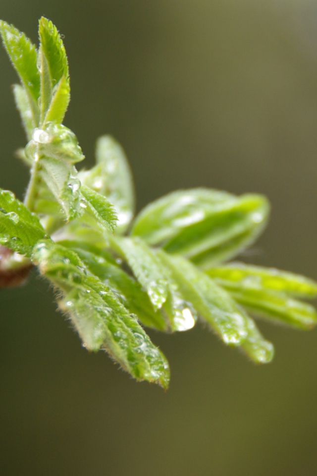 После дождя