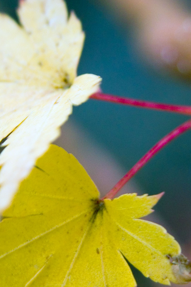 Осенние листья