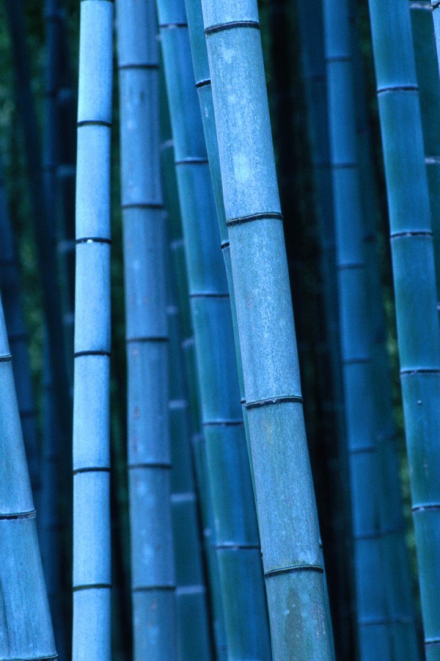 Синий бамбук