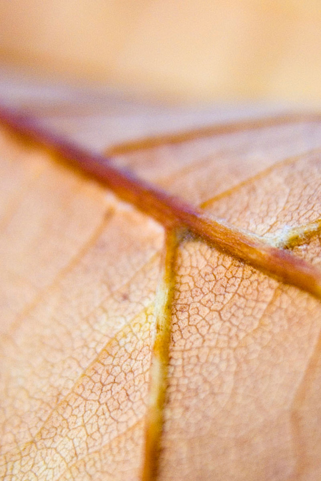 Коричневый лист