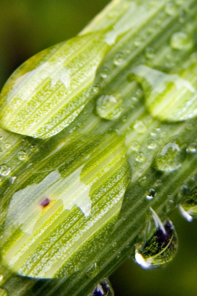 Пузыри на стебле