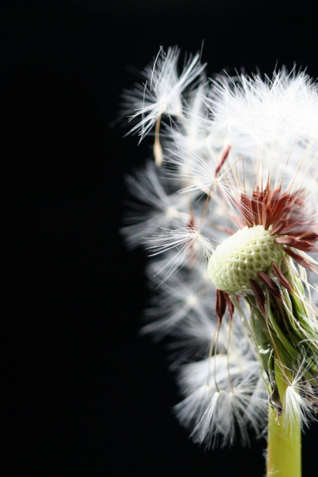 Макро-Одуванчик