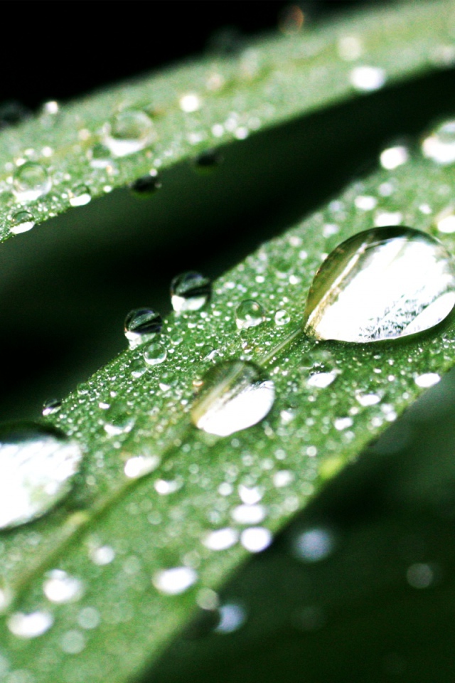 Темно-зеленые капли