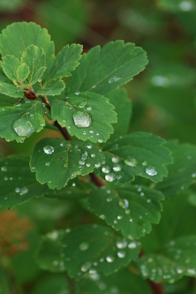 Роса на листьях