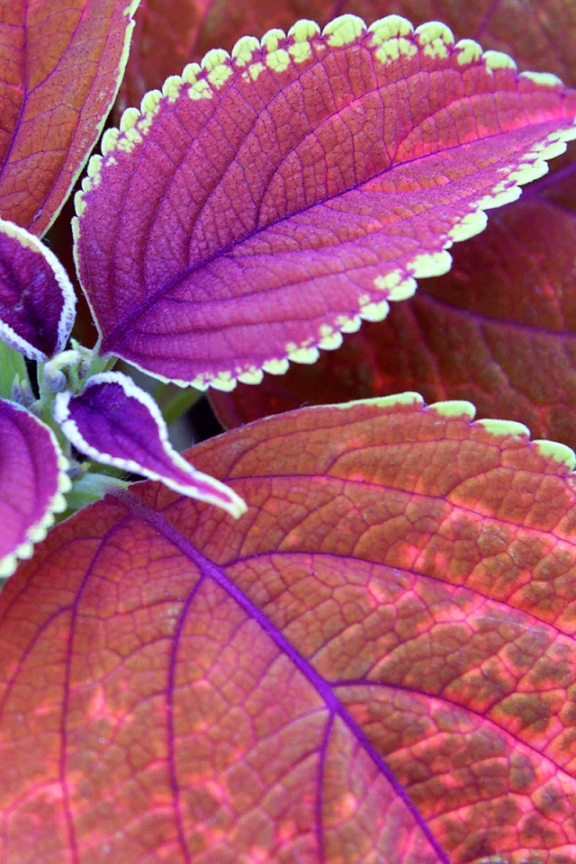 Немного фиолетовых листьев