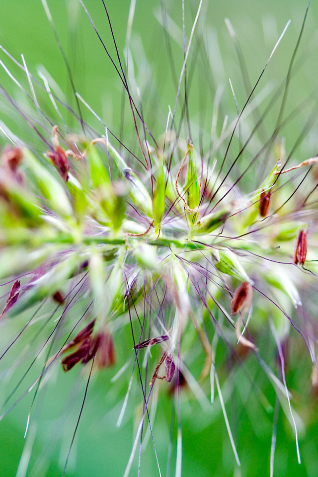 Цветок с шипами