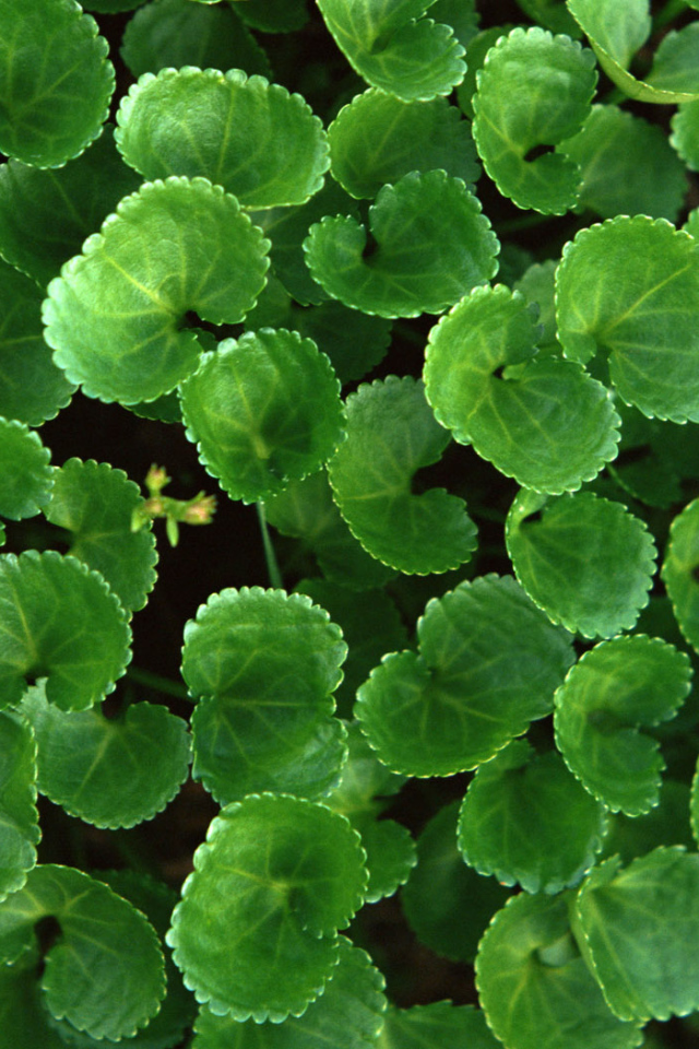 Новая растительность