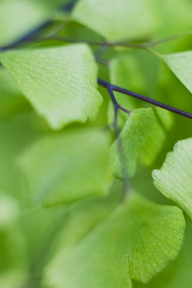 Призрачные листья