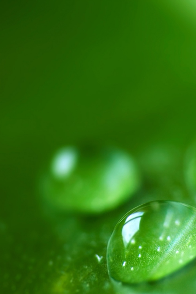 Зеленая роса