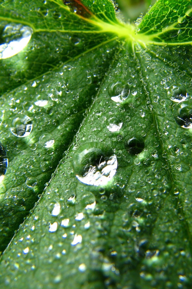 Зеленые капли